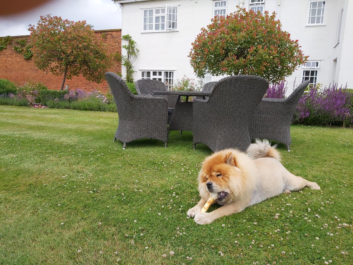 Cheshire Lion enjoying an afternoon snack in the glorious gardens of <a href="/RowtonHall/">Rowton Hall Hotel & Spa</a> ( where he has been spoilt rotten).