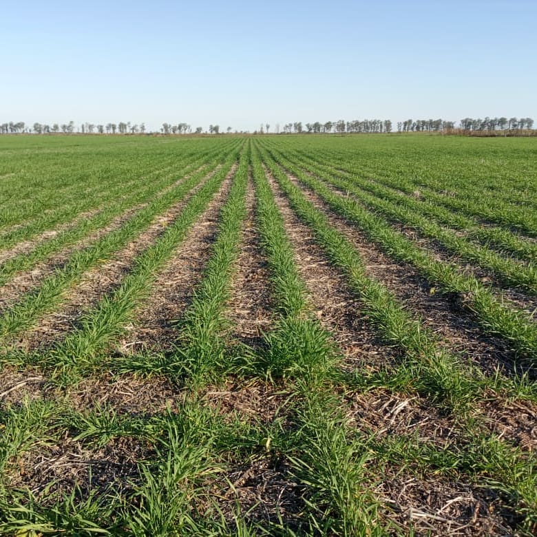 DONMARIOoficial's tweet photo. 🌾 😍
Variedad: #DMÑandubay 🥇
Cooperador: Estancia Los Mirkos
Localidad: Salta 📌
#NacidosParaRendir #TrigoDM https://t.co/Kcng9XKH6i