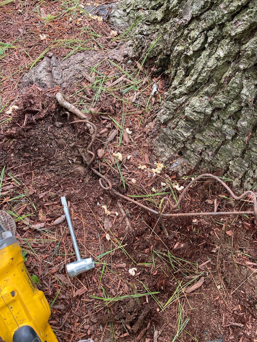 OlsonTreeCare's tweet photo. Does your tree have girdled roots caused by a wire basket?

The correct course of action would be removal of as much of the basket as possible without damaging the roots of the tree. Light root collar followed by water, mulch.

Consulting an Arborist would also be advisable. https://t.co/ekEOFloKRA