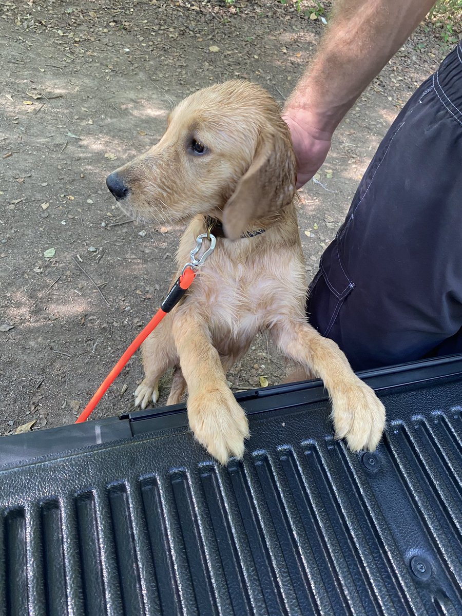jonathan_slade's tweet photo. @WhiskeyRiff @whiskeyriffshop Cooper🦮 https://t.co/1K99a5YdzP
