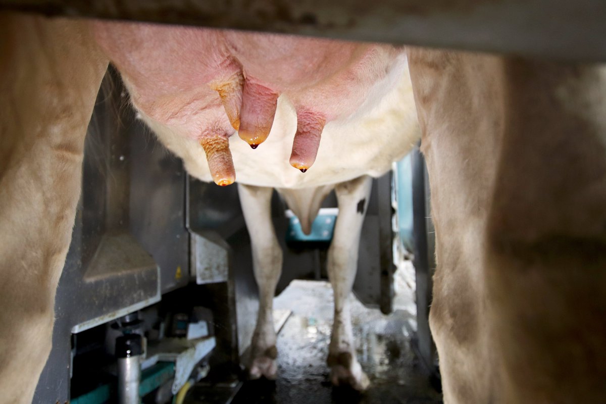 dairylanesystem's tweet photo. A key competitive advantage of the GEA R9500 milking robot is the in-liner everything process - from teat preparation to milking to post-dip. Here you can see the post-dip coverage per teat after each quarter has completed the milking.
#DLSdairy #DLSrobotics @GEA_farming https://t.co/eRfqsvzkca