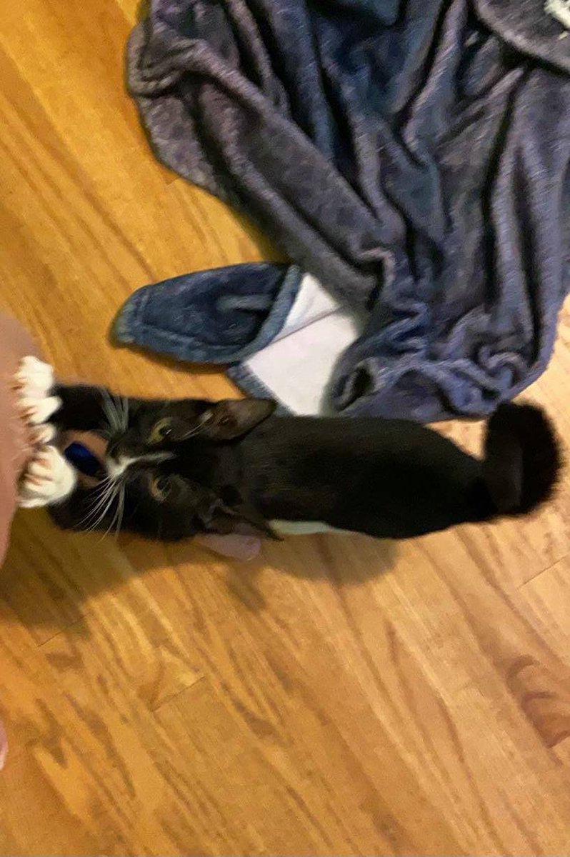 arf_aruba's tweet photo. Aruba kitty Marcel now lives in New Hampshire with new forever mom, Caitlin. We thank Caitlin for choosing Marcel & we thank all involved in his rescue.
Happy life, Marcel!
#kittylove #adoptakitty #arfaruba #arubarescue #donate #foster #rescuekitty #adopt https://t.co/YFcGSJzXT0