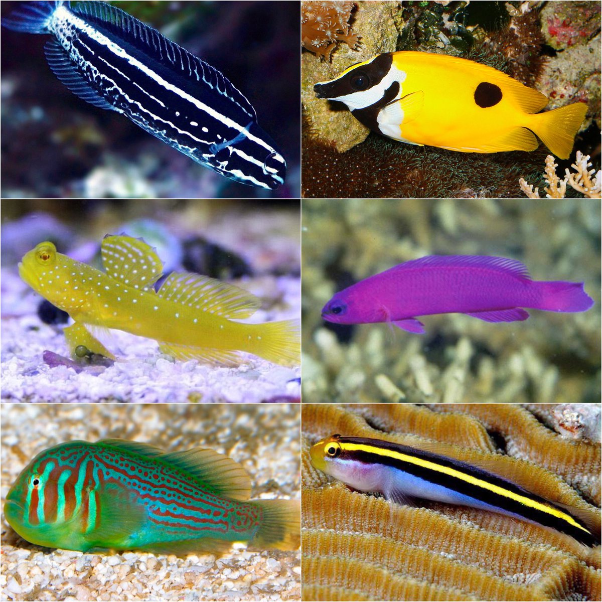 Heevis1973's tweet photo. Prachtige voorbeelden uit ’n #zeewater-zending bij #Heevis van afgelopen week met onder meer:  “#Meiacanthus kamoharai”, “#Cryptocentrus cinctus”, “#Pseudochromis fridmani”, en “#Elacatinus figaro”. Reserveren is mogelijk. https://t.co/tNitK576BB