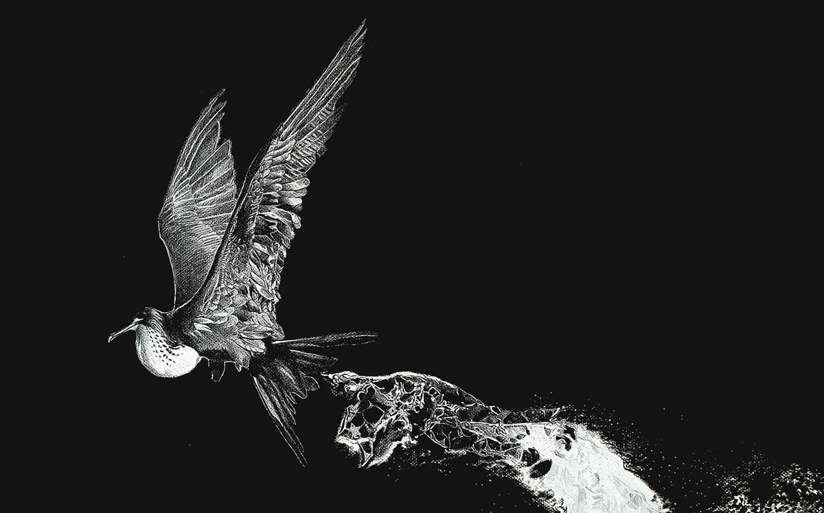 Chienfl3ur's tweet photo. I was really struggling to finish this piece and couldn't see the end of it.
So I decided to keep it at this stage and move on ✍
I hope you guys like it ! 
#illustration #practice #drawingfromobservation #birds #drawing #art  #pencildrawing https://t.co/rwzhKU37dW