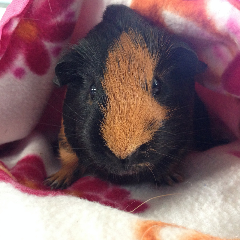 What's your favorite thing about your guinea pig? Share with us in the comments below! 🐹💗