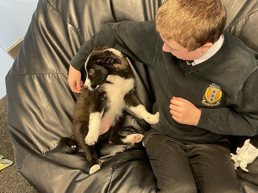 OasisMaesteg's tweet photo. When Oscar met Sid 🐶🐾💙#studentinterventiondog #maestegschool #motivatedtostrive https://t.co/Ais8NLFuLd