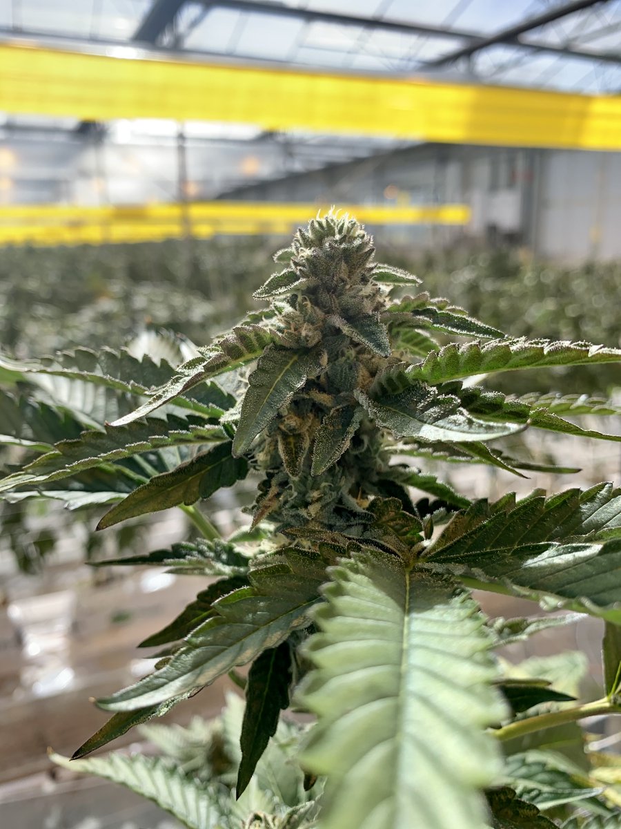 Each successive cycle we learn more about crop mgmt &amp; understanding how each variety responds to changing seasons.
Being near the 49th latitude brings us 16hrs of direct sunshine so being vigilant with curtain programs means no interruption to the short day cycle for flowering