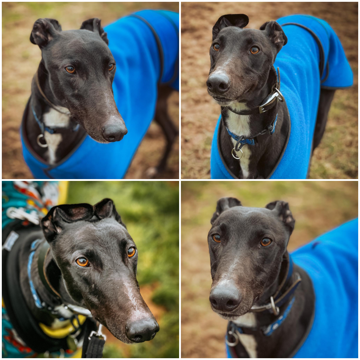 He sits in his kennel, watching his friends go home, wondering what he's done wrong...what doesn't anyone want HIM? He's tried everything, from a friendly wag of the tail, to some spectacular 'ear'obics -  sadly his new family remain elusive
foreverhoundstrust.org/dog/tommy/
#adoptdontshop