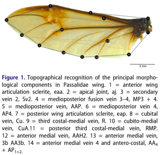 ColeopCol's tweet photo. #NuevaPublicación: Edwin Ariza-Marín y Germán Amat-García: Morphometric changes in #wings of #BessBeetles (#Coleoptera: #Passalidae) related to #elevation: a case of study in the Colombian #Andes
#ColeopterólogosDeColombia #ColeópterosDeColombia 
https://t.co/nREnu2zcrJ https://t.co/0YLLXbOt4p