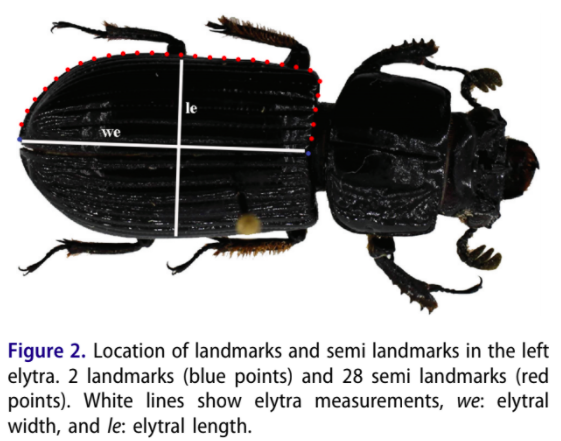 ColeopCol's tweet photo. #NuevaPublicación: Edwin Ariza-Marín y Germán Amat-García: Morphometric changes in #wings of #BessBeetles (#Coleoptera: #Passalidae) related to #elevation: a case of study in the Colombian #Andes
#ColeopterólogosDeColombia #ColeópterosDeColombia 
https://t.co/nREnu2zcrJ https://t.co/0YLLXbOt4p