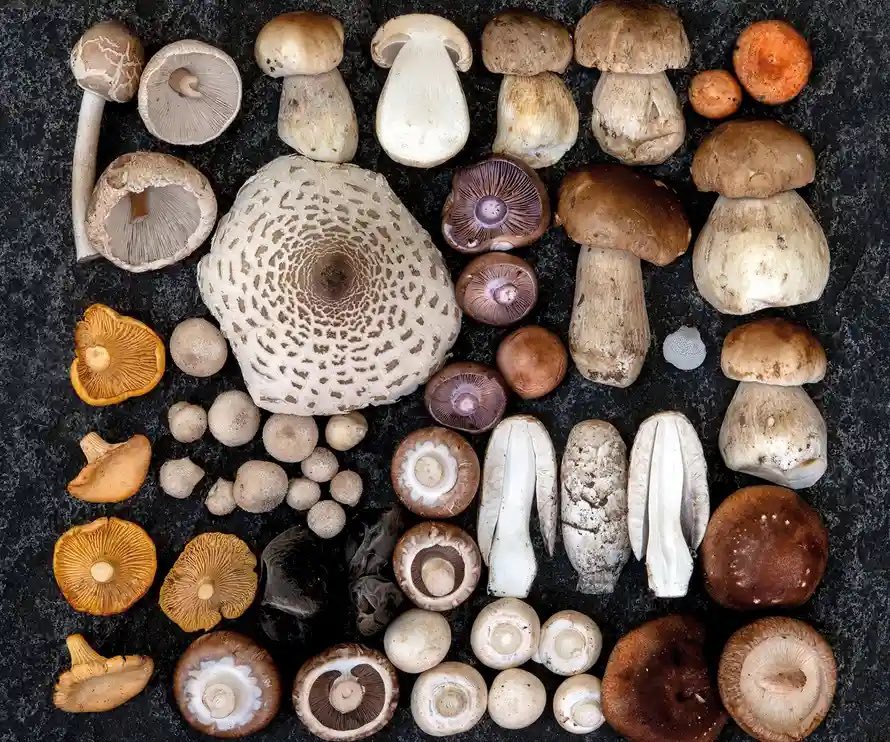 FunkyEllas's tweet image. I’m looking for some fancy types of mushrooms, anyone know if Fife’s farm shops sell them? Or any producers in Fife I can visit? 🍄 😊