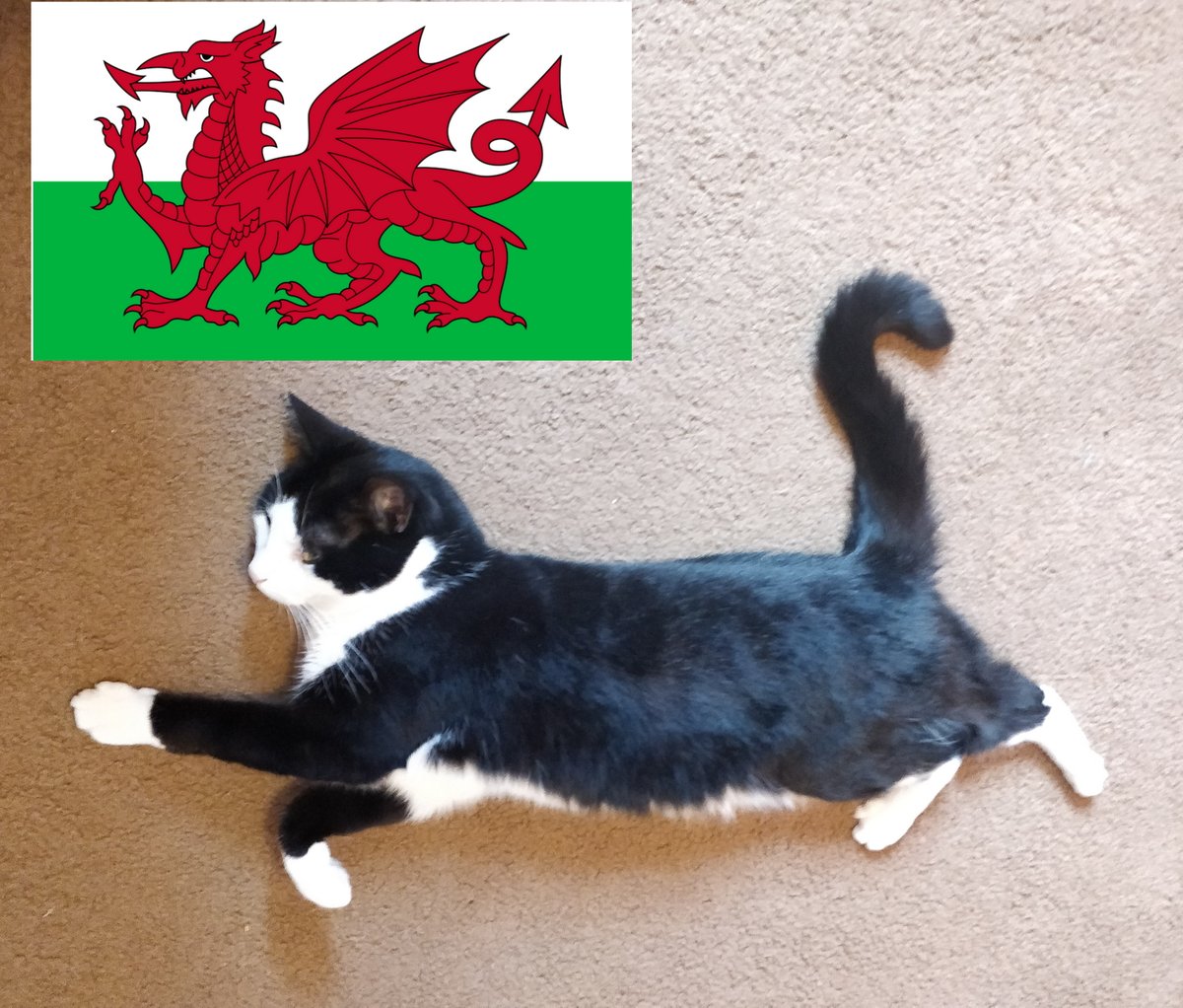 mk4000000's tweet image. I made a yawn,
my stretch has no fails.
They took my picture
I'm the flag of Wales.  @CuriousZelda