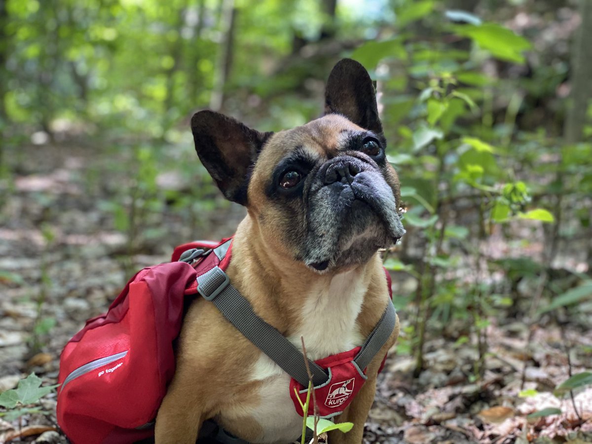 KitLender's tweet image. It's sooo hard to say no to a face like that. Now you don't have to! The Furry Friends Hiking KIT has everything you need for a fun and safe hiking adventure with your best friend. #kittedout @Kurgo 

Check out our new collection of Dog KITs at bit.ly/DogKITs