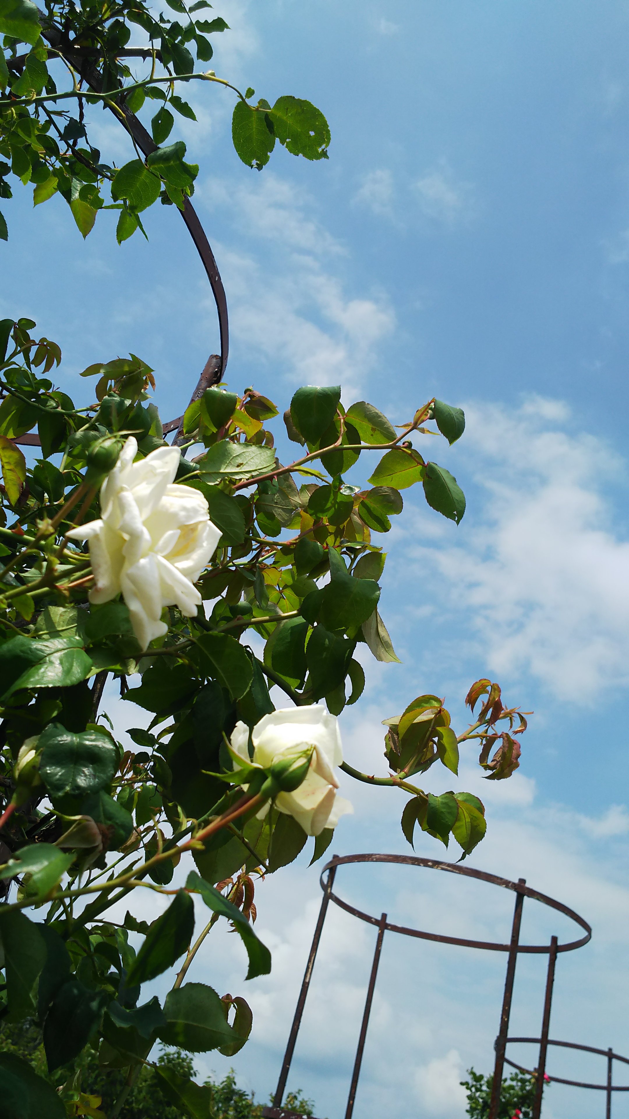 案菜 十六年共に過ごした夏の空 俳句 特捜9season4最終回 おめでとうございます むらこみ 幸せな六月三十日 T Co Ujqdbqgah8 Twitter
