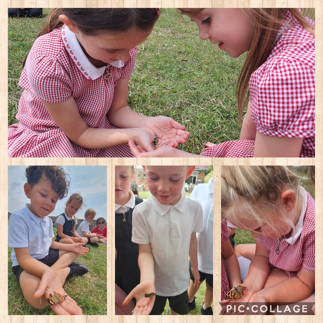 RinglandPrimary's tweet photo. What an exciting day for Dosbarth Beech today! After nurturing our tiny caterpillars into blossoming butterflies, it was time to release them to continue their life cycles! 🌳🐛🦋 A few fluttery friends stayed a bit longer for some special goodbye tickles! ❤ #EAS_foundationP https://t.co/8KUiQPRrCR