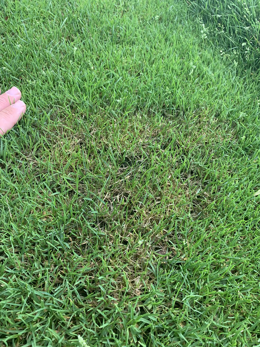 CDGATurfgrassProgram (@turfresearch) on Twitter photo Pest Alert No. 1. #Pythium blight on creeping bentgrass tees and fairway is firing up today. Hard to see, but hints of gray mycelium. Main feature = orange to red color and no distinct leaf lesions turf melts/collapses.1st Report for 2021 #WetConditions #PythiumAphanadermatum Pest Alert No. 1. #Pythium blight on creeping bentgrass tees and fairway is firing up today. Hard to see, but hints of gray mycelium. Main feature = orange to red color and no distinct leaf lesions turf melts/collapses.1st Report for 2021 #WetConditions #PythiumAphanadermatum