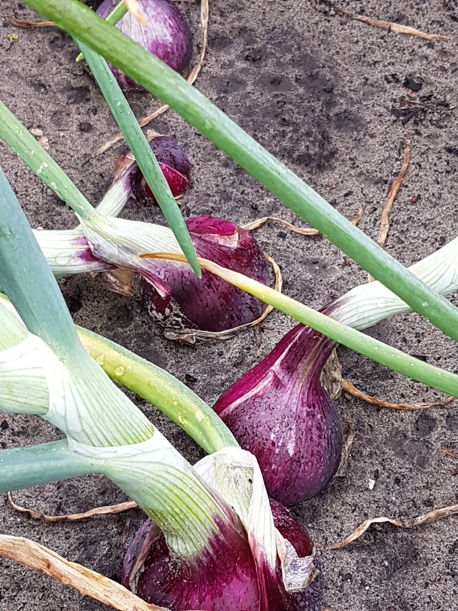 De Red Light doet het trouwens ook goed