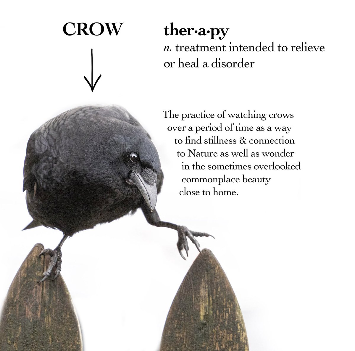 When I was doing my #crowtherapy webinar last night I couldn’t see the comments (so I wouldn’t be distracted) but the folks at @stanleyparkecology just kindly forwarded me a copy. I’m reading them now and wanted to say thanks so much for all the kind remarks and support 🖤🖤🖤😊