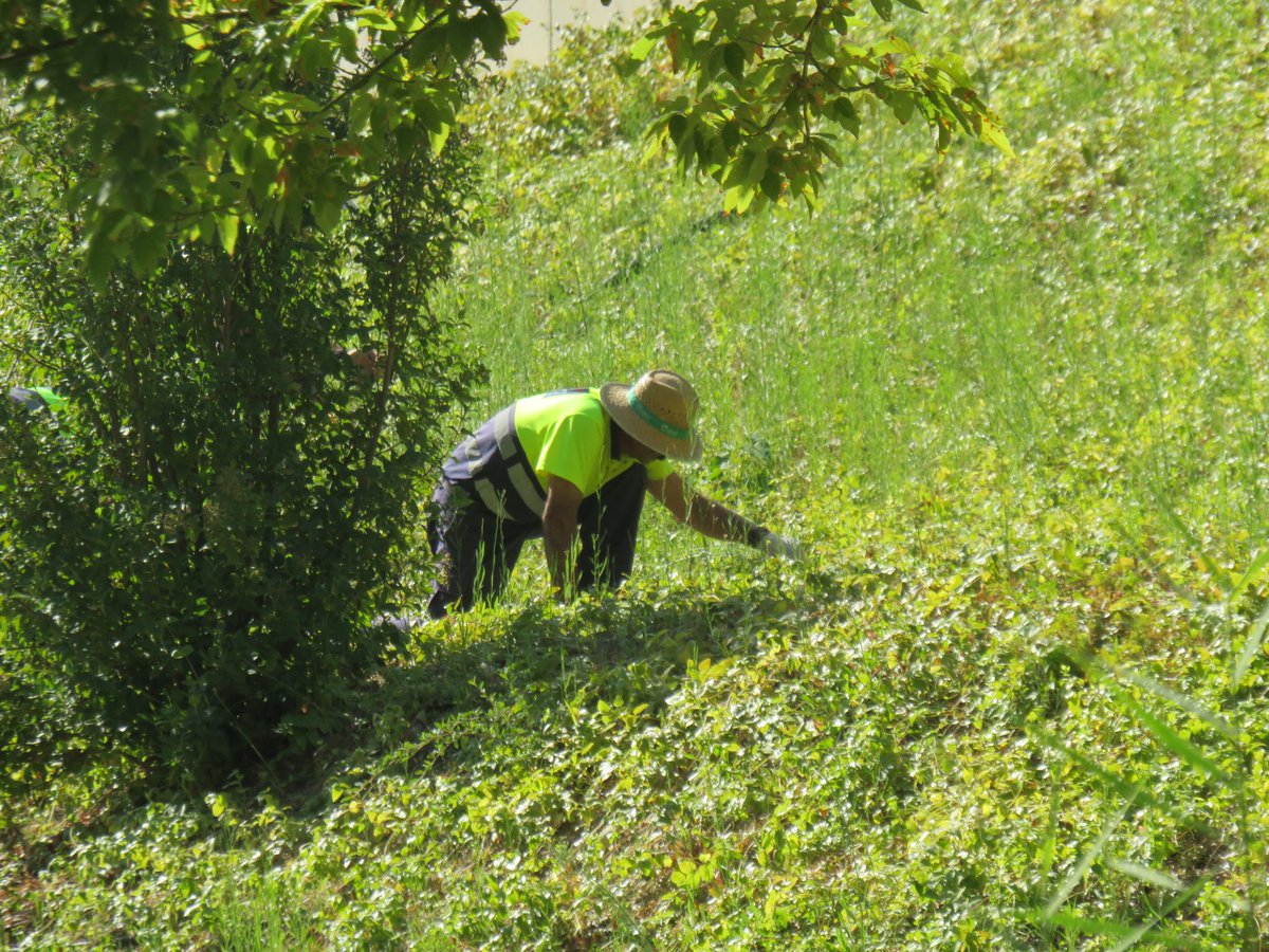 “Solo me dedico a plantar árboles: sé que soy demasiado viejo y que no disfrutaré de sus frutos ni de su sombra, pero no veo una manera mejor de ocuparme del porvenir”. 

Jean Giono, El hombre que plantaba árboles (1953).
Por cierto, José, el de la foto, ya se ha jubilado. 👏🏻👏🏻👏🏻
