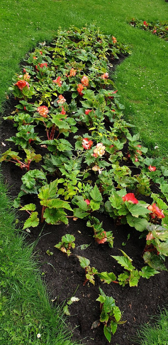 Arboretum Park, planting is now complete 😍🌺🏵🌸🌼 <a href="/Pap66376473/">Tony pap the Pole</a> @chidiegenti <a href="/RealmPublic/">Green Space & Natural Environment</a> @centre_team @NottinghamParks