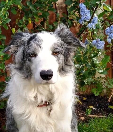 molliepug2's tweet image. This is Mimi, my parent&apos;s dog. She was stolen in Bromsgrove today. Please share so that she can be found. Thank you.