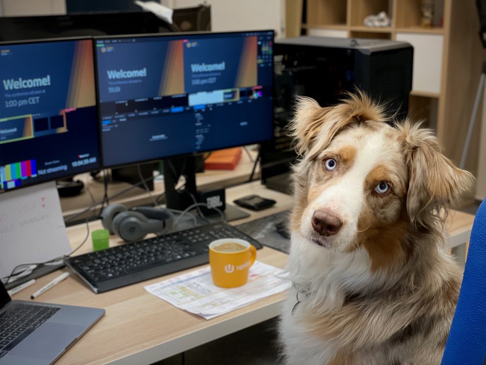 MergePuppies's tweet photo. It’s #SocialMediaDay friends!📱🐶 #SocialMedia gives an opportunity to raise a voice and create what you love! 💜
#SMDay https://t.co/w3JXD7kfUT