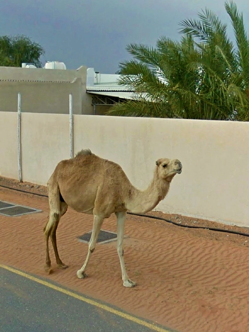 A dromedary takes his morning walk
Mileiha - Emirate of Sharjah
😍🐪🤗