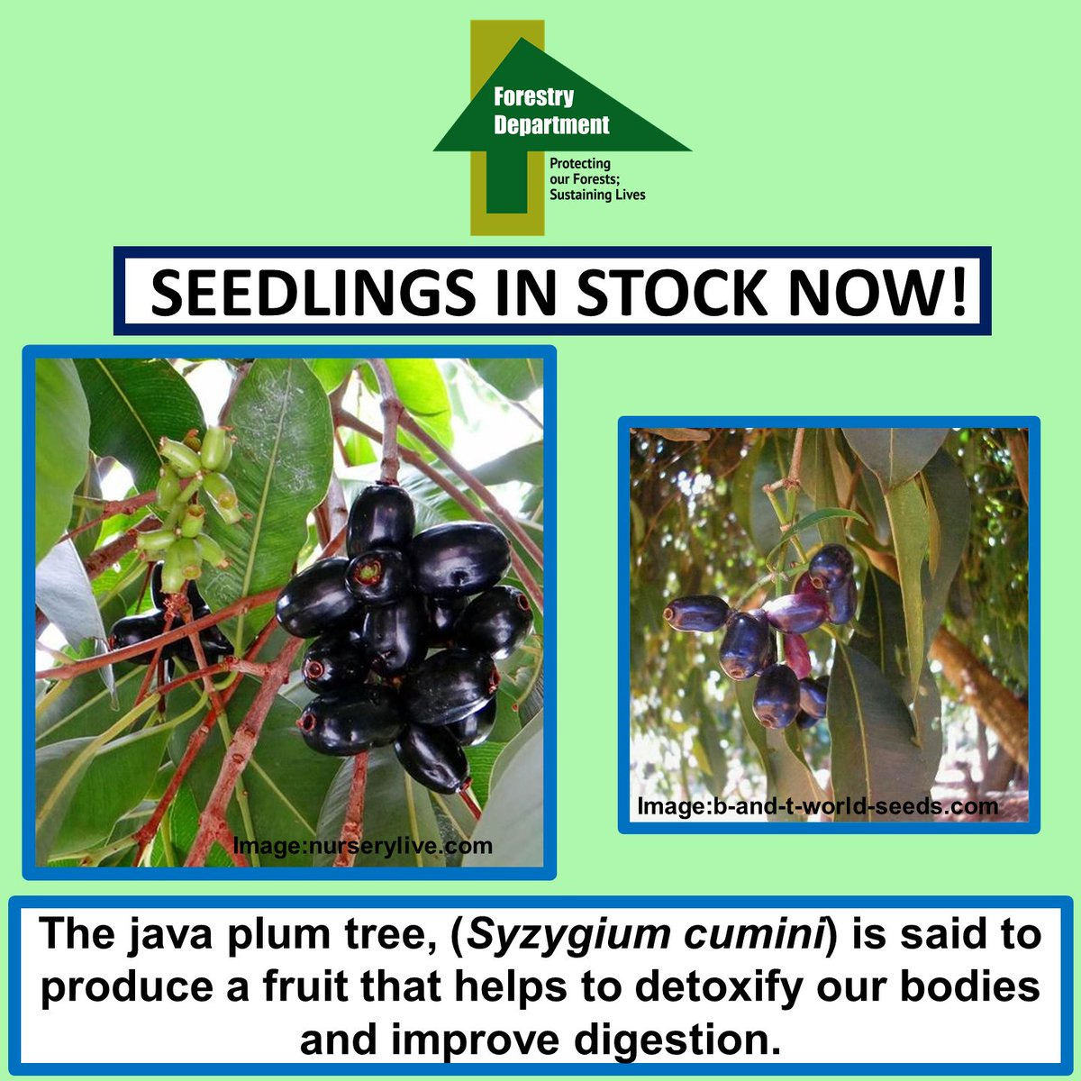 The java plum tree is said to produce a fruit that is low in calories, aids digestion, and promotes natural bowel movement. 

If you like this nutritious and refreshing snack, stop by the Forestry Department's Head Office nursery and buy a seedling for only $350.