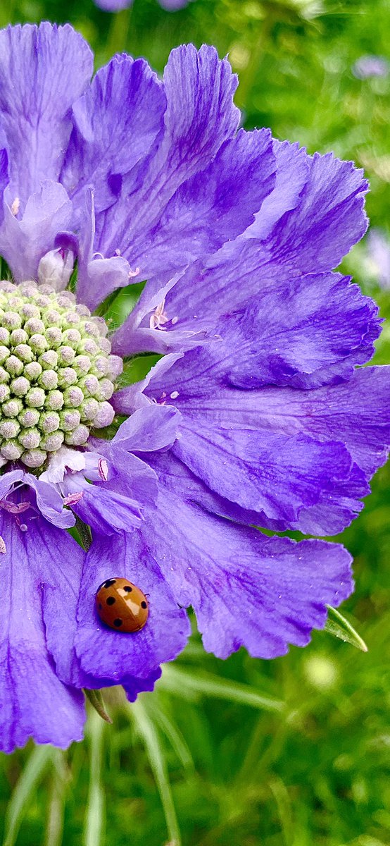 Kew House creative trips done right! Year 7 have spent the day soaking up nature (rather than rain) and exploring the incredible Kew Gardens. Check out the shot taken by one of our budding young photographers! #KewHouseArt #proudteacher #artandnature