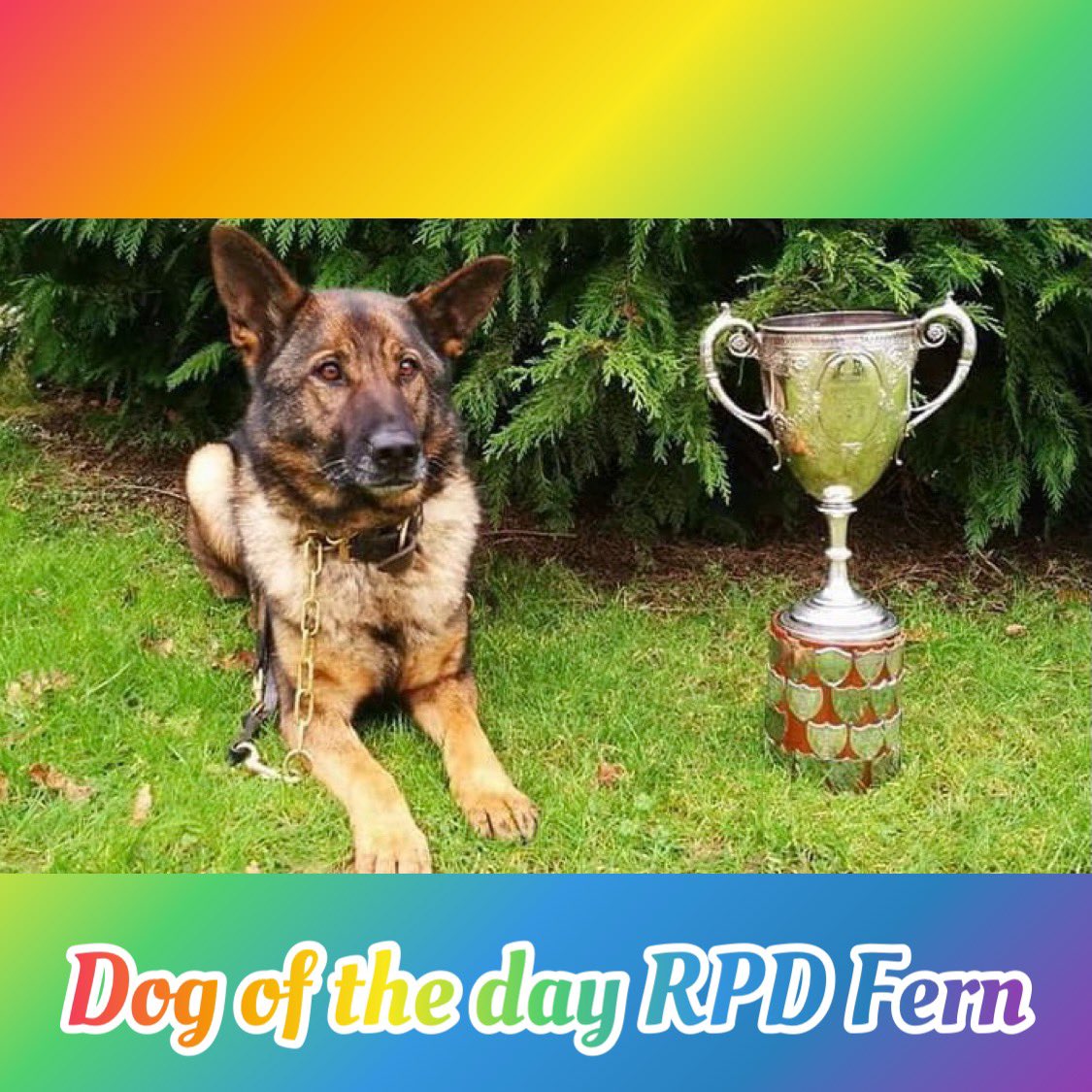 Our dog of the day today is RPD Fern.

It’s with a heavy heart that we share with you that Fern has sadly crossed the rainbow bridge🌈. Our thoughts are with her family at this sad time😢

Thank you for your service🐾💙🐾
#WeWillRememberYou 

<a href="/retiremutt/">Retiremutt</a> @DPPDogs