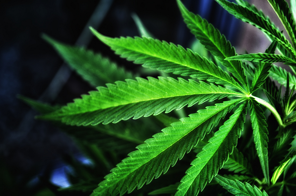 tomangell's tweet photo. BIG: The House Appropriations Committee is calling for marijuana-related protections for immigrants and military veterans—and is pressing USDA, FDA and DEA to loosen hemp and CBD restrictions.

https://t.co/RcaAJ4jHgP https://t.co/bFSAvNWxmY