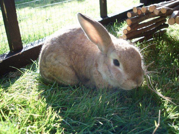 Day 3 of @rabbitawarenessweek! Today is all about Adult rabbits! Head over to the @rabbitawarenessweek page to find out more about neutering, grooming, bonding and health issues related to rabbits