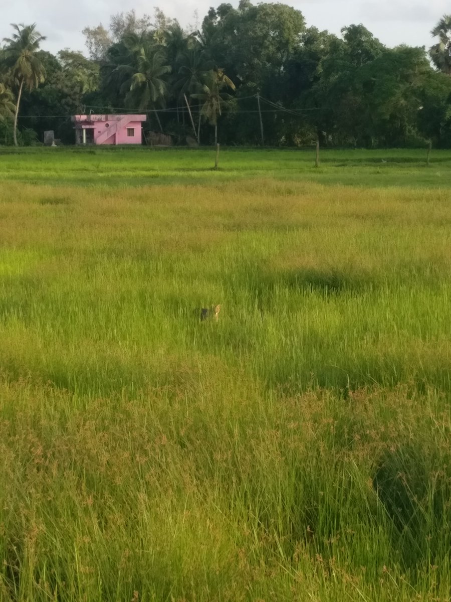 Sanath R M tweet media