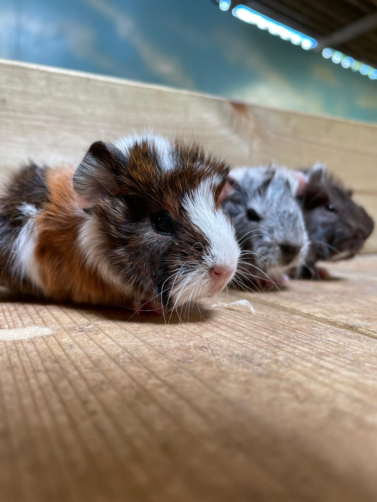 What Are Baby Animals Called Quiz