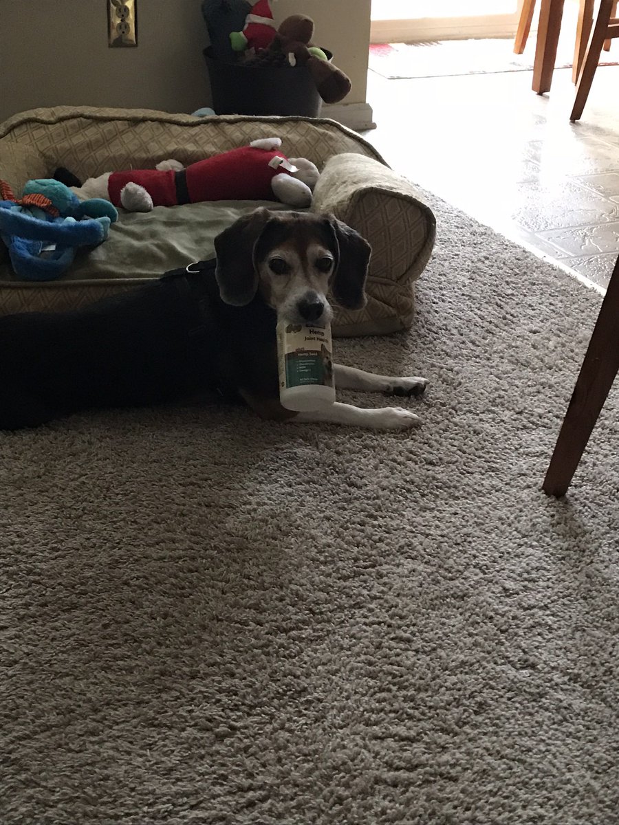 DianneScelza's tweet photo. @beaglefacts @ddoggiesmommy This made me laugh so hard! ๐คฃ๐ถ
I canโt count the number of times I/we have chased Cobbler around and around after he snatched something he shouldnโt have!
Not too much these days โ he prefers snoozing!
#SlipperGate #PathofDestruction https://t.co/gkECDVOH0w