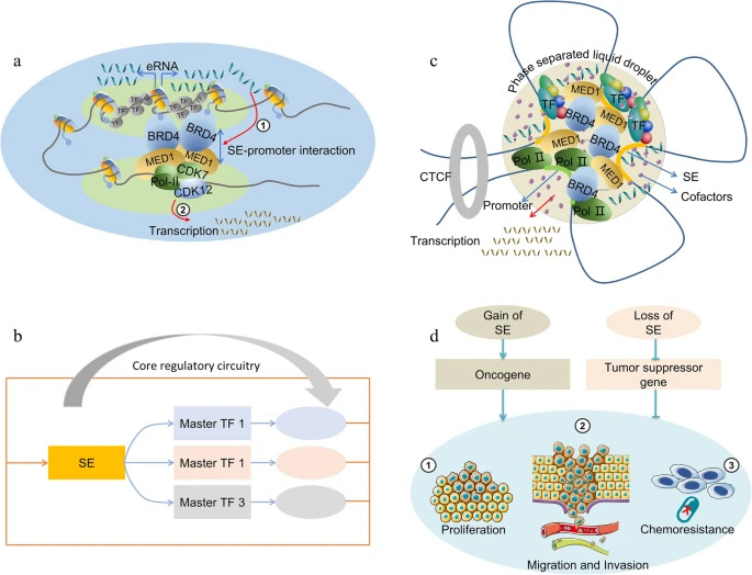 JournalofExper1's tweet image. New Review! 🔎

𝐒𝐮𝐩𝐞𝐫-𝐞𝐧𝐡𝐚𝐧𝐜𝐞𝐫𝐬: 𝐚 𝐧𝐞𝐰 𝐟𝐫𝐨𝐧𝐭𝐢𝐞𝐫 𝐟𝐨𝐫 𝐞𝐩𝐢𝐠𝐞𝐧𝐞𝐭𝐢𝐜 𝐦𝐨𝐝𝐢𝐟𝐢𝐞𝐫𝐬 𝐢𝐧 𝐜𝐚𝐧𝐜𝐞𝐫 #𝐜𝐡𝐞𝐦𝐨𝐫𝐞𝐬𝐢𝐬𝐭𝐚𝐧𝐜𝐞

View here 👇
jeccr.biomedcentral.com/articles/10.11…

#EpigeneticReprogramming
@IREISGufficiale