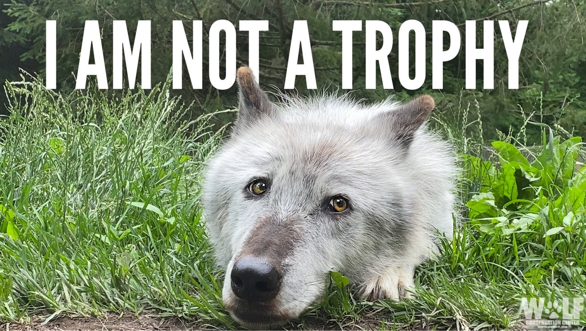 nywolforg's tweet image. Starting tomorrow, Idaho will allow hunters + private contractors to kill up to 90% of its wolves via ruthless methods, including snares + use of hounds, ATVs + aircraft to track + kill wolves.

🚨 URGENT - Tell @POTUS+ @SecDebHaaland to #RelistWolves ➡ bit.ly/3xTJyqn
