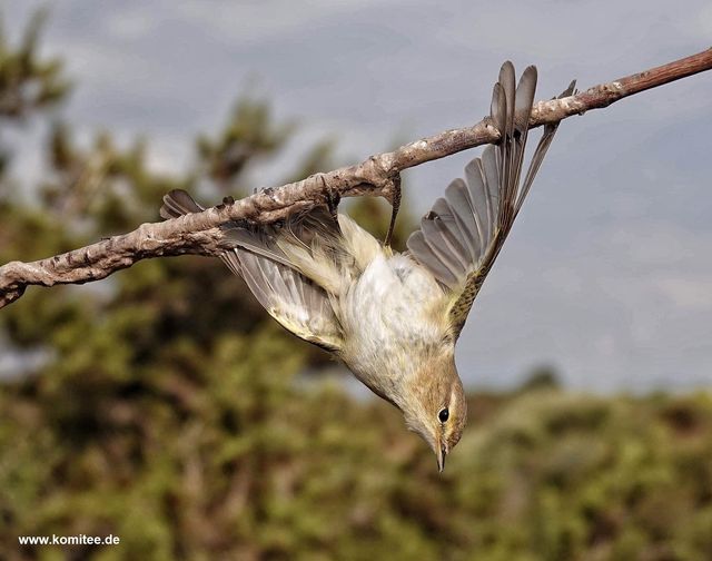 ornithologiki's tweet photo. 🎉 Εμβληματική νίκη για τα άγρια πουλιά! Η χρήση #ξόβεργας είναι πλέον επίσημα απαγορευμένη &amp; στη Γαλλία καθώς το γαλλικό ΣτΕ την έκρινε ως βάναυση, μη επιλεκτική μέθοδο παγίδευσης που παραβιάζει το Ευρωπαϊκό δίκαιο:➡️ https://t.co/hFJn50agmx
#FlightForSurvival #STOPBirdTrapping https://t.co/aedi8yUYGH