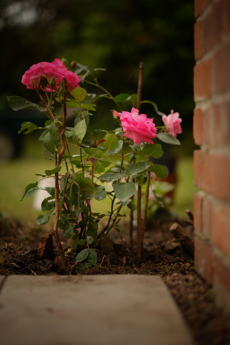 photorox_art's tweet image. #RoseWednesday