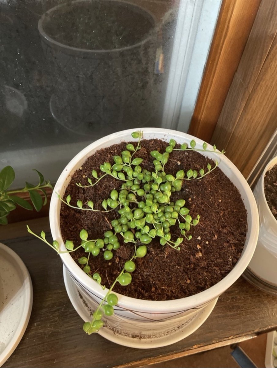 dailyhaley tweet media