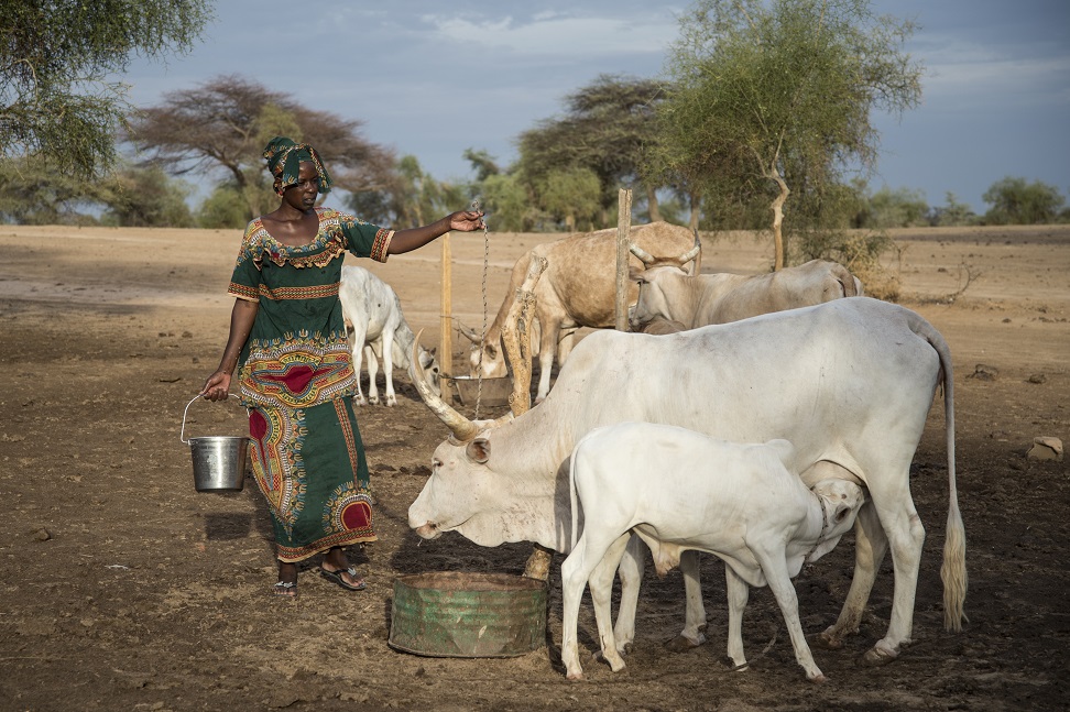 FAOSenegal's tweet image. Au Sénégal🇸🇳, #SD3C (2021-2026) est financé à hauteur de 2⃣8⃣millions💲, Fonds Vert Climat inclus

👉🏿Consolider les moyens d’existence des petits producteurs en particulier femmes &amp;amp; jeunes de ménages agropastoraux👩🏿‍🌾🐑🐂

1⃣8⃣0⃣.0⃣0⃣0⃣ personnes ciblées 
5⃣0⃣% femmes
4⃣0⃣% jeunes