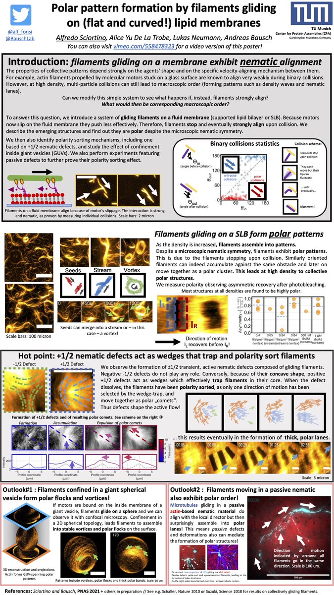 Congratulations to our winner of the Best Poster award Alfredo Sciortino (<a href="/alf_fonsi/">alfredosciortino</a>) for his work on “Polar Pattern Formation by Filaments Gliding on (Flat and Curved!) Lipid Membranes” with runner ups Lianne Gahan (@liannegahan) and Valentino Barbieri (<a href="/ValeBarbieri21/">Valentino Barbieri</a>) (2/3)