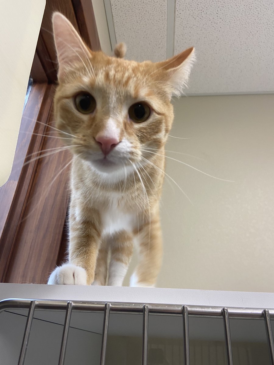 galloway_vet's tweet photo. Leaf definitely showed his curious side during his stay in the Cat Condos last week. Cats love to explore and are always looking for their next adventure! #curiouscat #timetoexplore #petboarding #catcondos #orangecat #veterinaryhospital https://t.co/Cxj8XexkKx