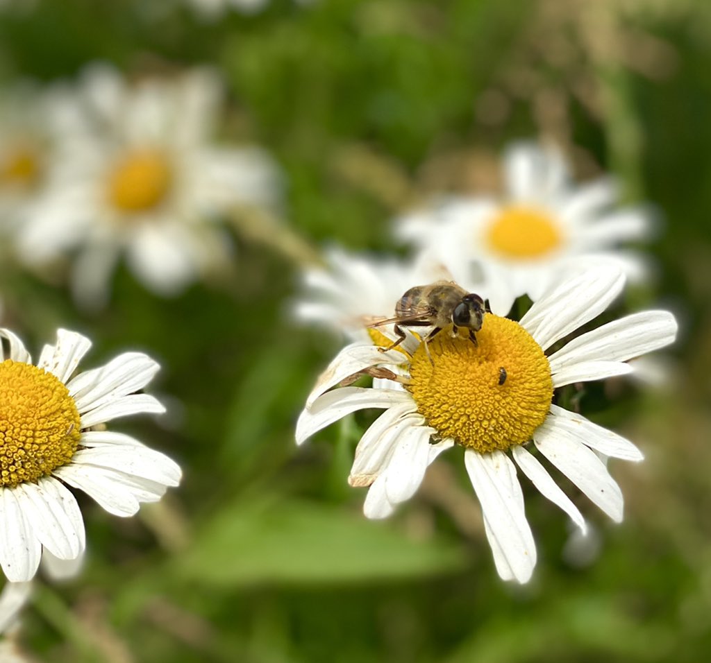 RowanBoardley's tweet photo. Great to see so many pollinators on the #ArlaBeeRoad at @DavidCh53946117’s today, and hear about all of the fantastic environmental work. Thank you for having us! https://t.co/GR4WxYzfKL