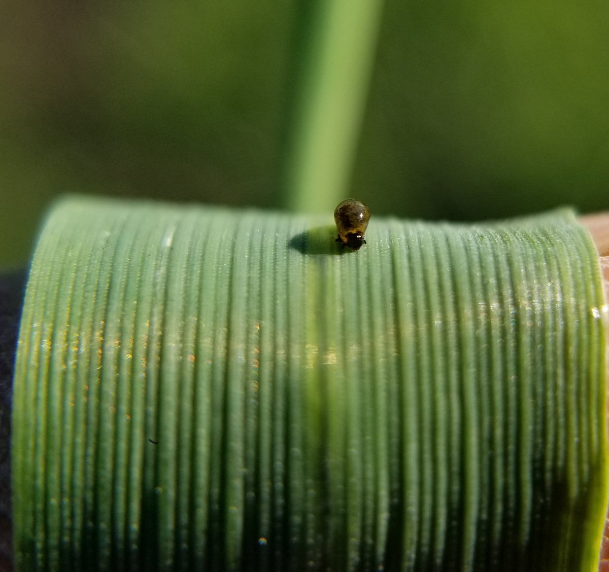 Met this old buddy from my doctoral studies after quite some time enjoying hot warm weather and munching on barley #cerealleafbeetle #clb #nostalgia @hectorcarabido