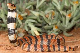 random_snakes's tweet photo. #NotThatHelpfulSelfHelp When things make you angry, express your anger in a positive way, such as calling people "stupid" or "blithering idiots, then giving them science facts and snaking them TF out. 🤬🖕🐍

Fact- Cobras are smarter than most people, which probably includes YOU! https://t.co/KD1HLJdCHn