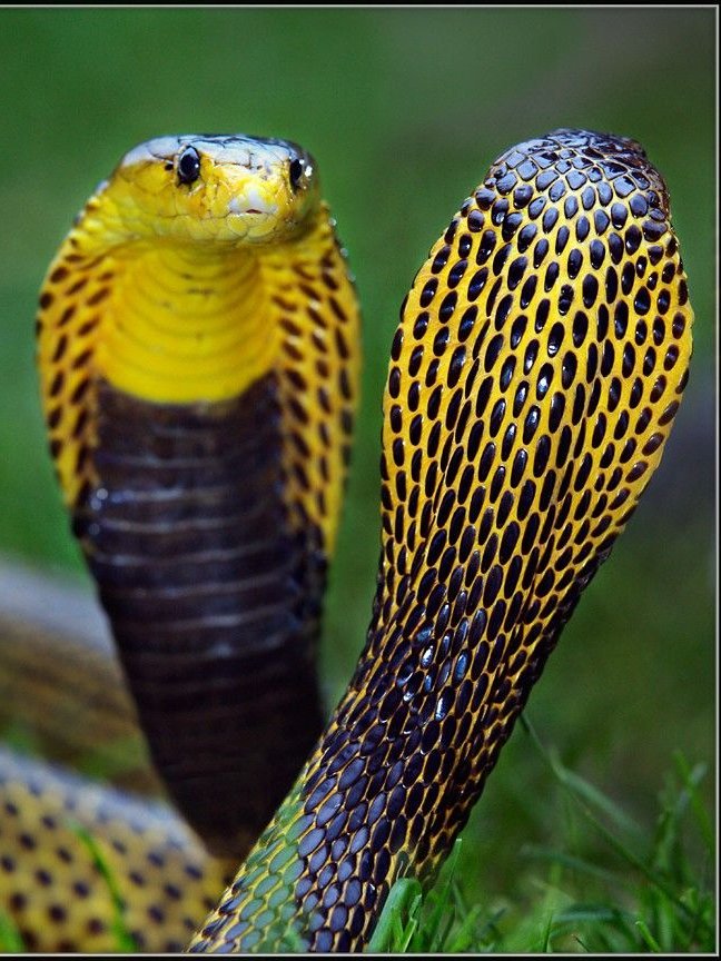 random_snakes's tweet photo. #NotThatHelpfulSelfHelp When things make you angry, express your anger in a positive way, such as calling people "stupid" or "blithering idiots, then giving them science facts and snaking them TF out. 🤬🖕🐍

Fact- Cobras are smarter than most people, which probably includes YOU! https://t.co/KD1HLJdCHn