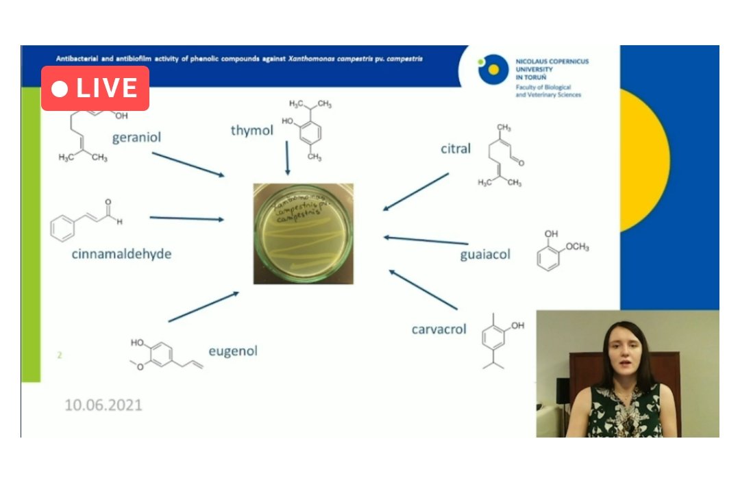 EuroXanth's tweet photo. Joanna Swiatczak presented on antibacterial and antibiofilm activity of phenolic compounds against Xanthomonas campestris pv. campestris.
#EuroXanthConference https://t.co/D65JSt0Pia