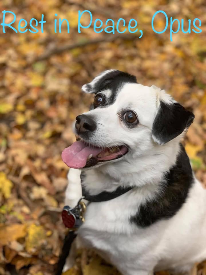 Last week we lost a loved volunteer, Opus. Many will remember Opus for his adorable surprise appearance in Chapatti. Opus was a gentle, loving dog who brought smiles to all our faces. You will be missed!