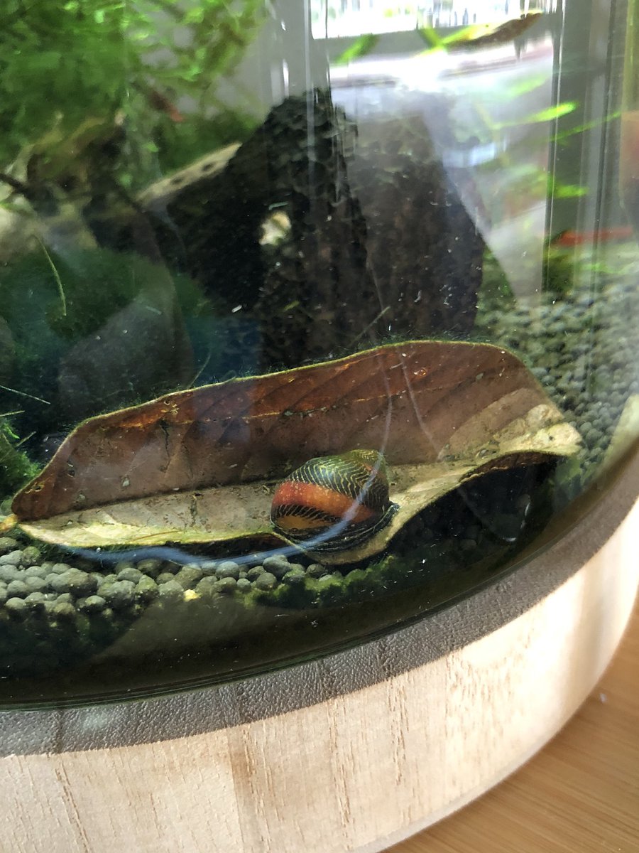 BAWillcutt's tweet photo. Nap time 😴 
#nerite #neritesnail https://t.co/PpkvhOXR9w
